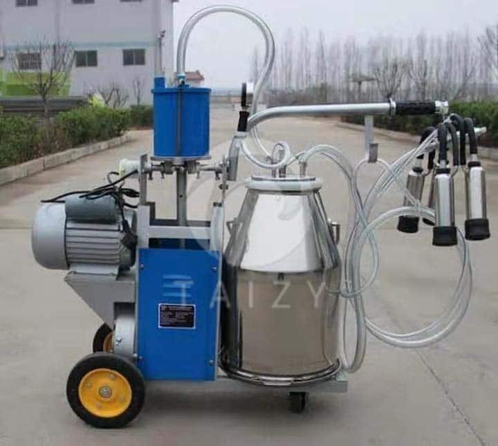 Cow miling machine in factory