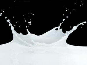 The importance of diets for dairy cows