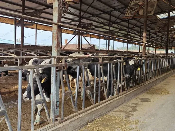 Taizy Supports Indian Yogurt Making Line Project 2 Indian cow farm